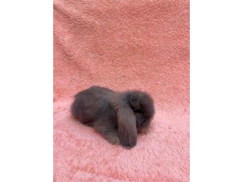 Hollanda teddy lop tavşanı