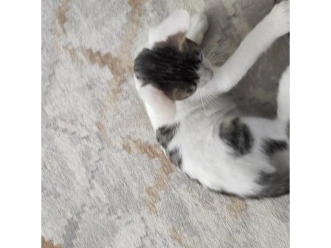 2 aylık kardeş kediler ücretsiz acil