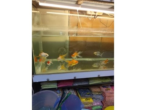 Oranda aslan bas japon balığı