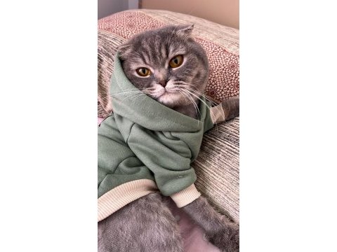 Scottish fold kedim maya