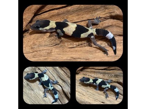 Afridan fat tailed gecko