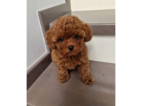 Ruhsatlı köpek çiftliğinden toy poodle yavrularımız
