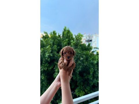 Ankara nın en güzel toy poodle yavruları
