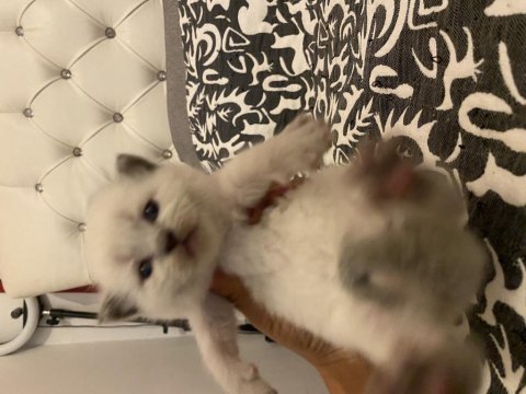 Kendi kedimin bebekleri rezerve için açık