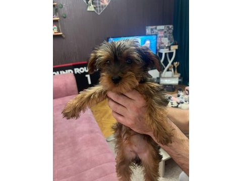 2.5 aylık toy poodle dişi