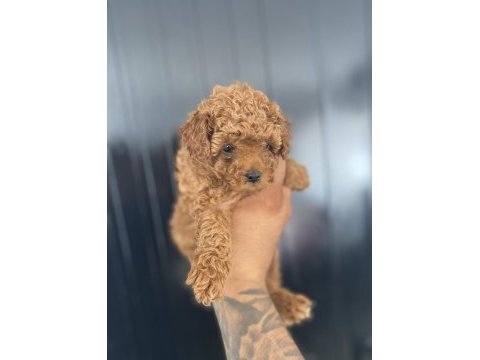Kore poodle bebekler hazır
