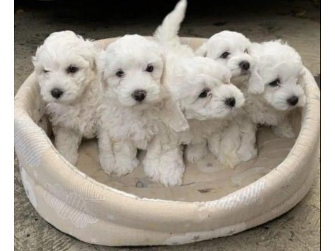 Orjinal ırk maltese terrier sağlık ve ırk garantidir