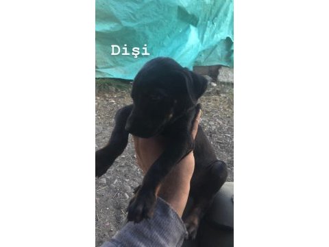 Erkek ve dişi doberman yavruları