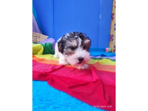 Nese kaynagi morkie yavrularımız