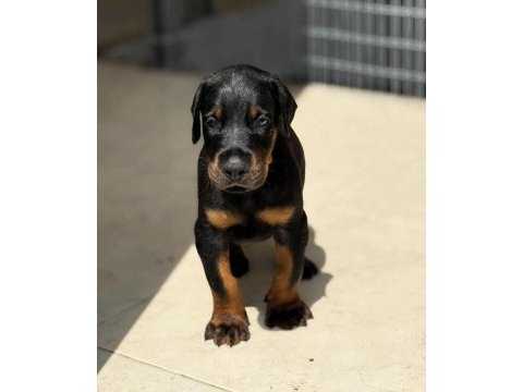 Eğitmenden doberman yavrular