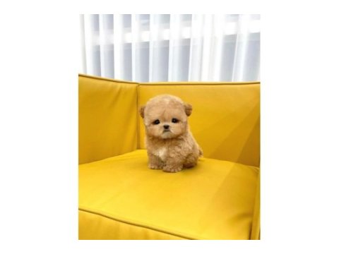 Maltipoo bebeklerim