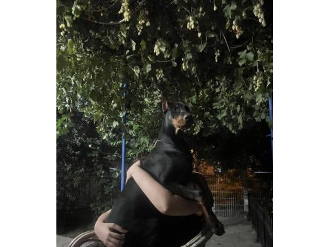 Dişi 5 aylık doberman tüm eşyalarıyla