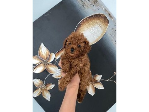 Kıvır kıvır orjinal poodle minişlerim