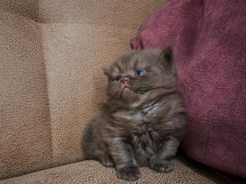 Çikolata kızlar british shorthair