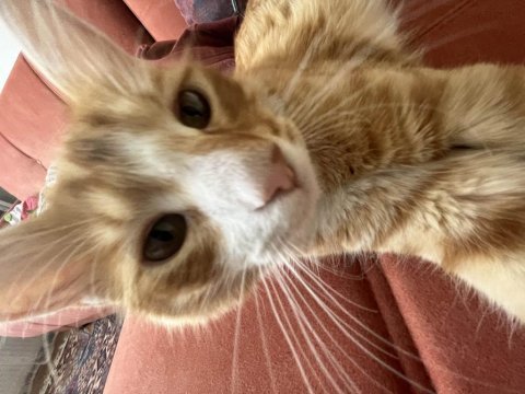 Çok tatlı ve oyuncu bir kedi yuva arıyor acil