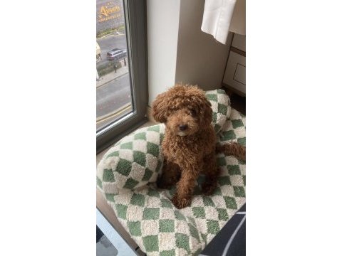 Toy poodle oğlumuz