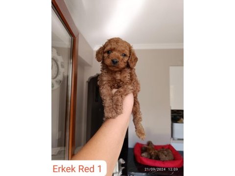 Toy poodle yavrularımız