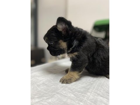 Egzotik üst düzey full fluffy dişi fransız bulldog