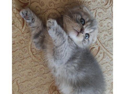Scottish fold tontiş yavrularımız