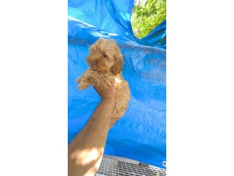 Maltipoo yavrular