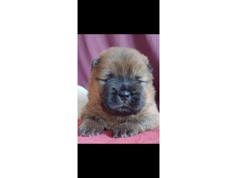 Fawn nadir renk chow chow
