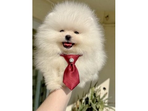 Mini boy ayıcık pomeranian boo