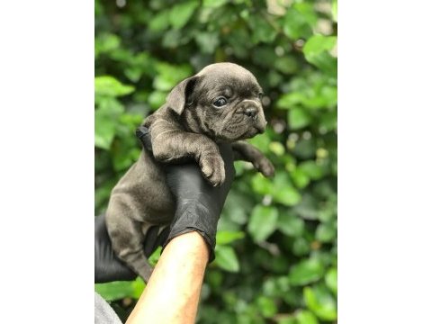 Irkının en iyisi blue french bulldog bebekler