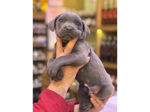 Blue cane corso bebekler yeni yuvalarını bekliyorlar