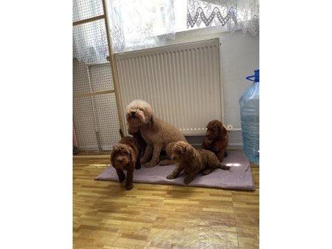 Wc eğitimli toy poodle yavrularımız teslime hazır ank