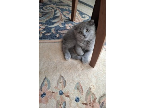 Yeni yuvasına hazır scottish fold yavrumuz