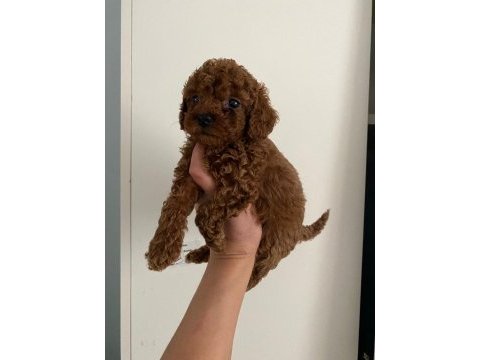 Toy poodle canlar orijinal ev doğumlu