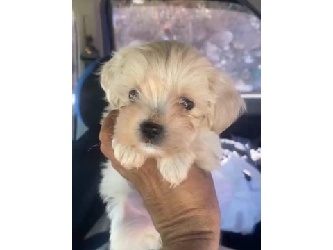 Maltipoo kalite yavrular ırk sağlık garantili