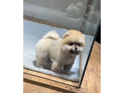 Dişi ve erkek teacup boy pomeranian teddy bear yavrularım