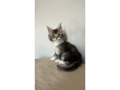 Sağlık ve ırk garantili minik maine coon devler