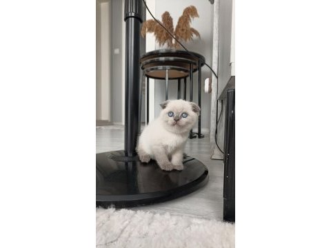 Pofuduk british shorthair bebekler