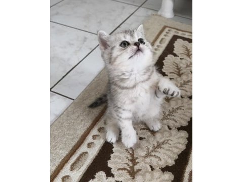 Birbirinden güzel 4 sevimli yavru kedimiz