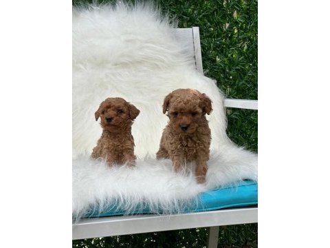 Adrese teslim toy poodle
