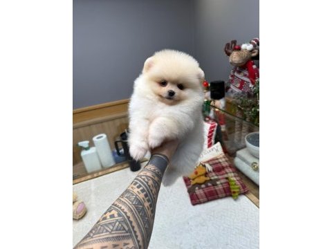 Minik pomeranian bebeklerimiz yeni yuvalarına gitmeye hazır
