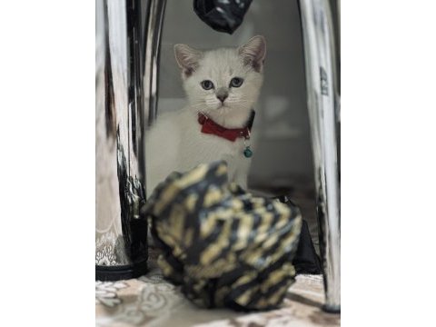 Safkan british shorthair