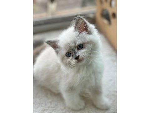 Yurt dışından anne ve baba şecereli ragdoll yavru