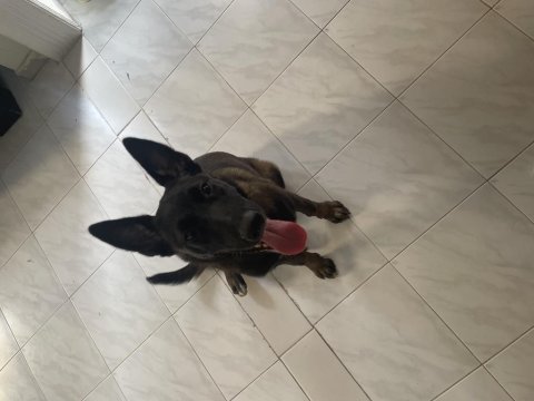 6 aylık erkek belçika kurdu