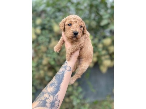Minik poodle yavrular