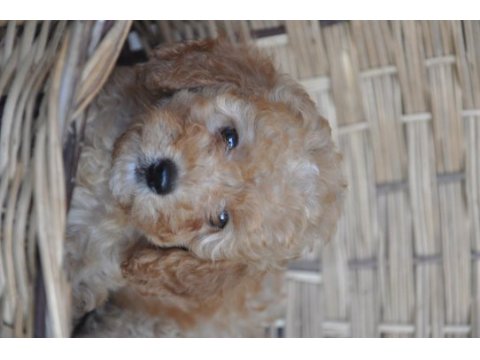 Poodle yavrularımız mevcuttur
