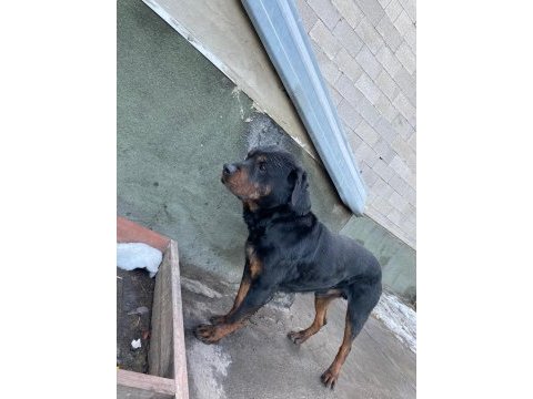 1 dişi ve 1 erkek rottweiler