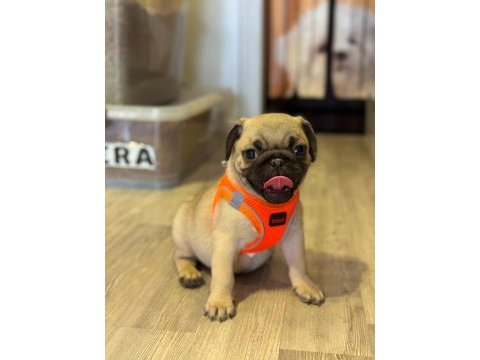 Pug mops yavrularımız