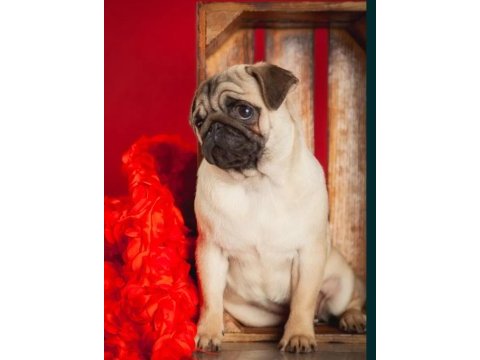 Şahane pug yavrular