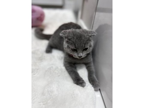 Çok oyuncu minnoş yavrularım