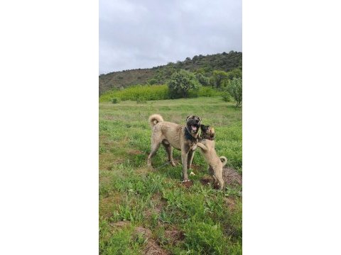 2 buçuk aylık kangal