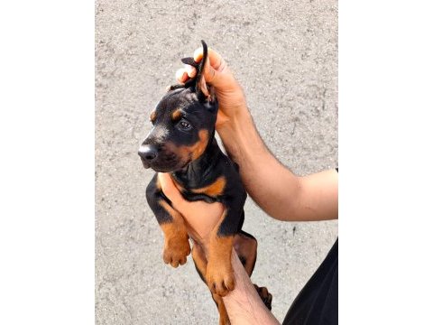 Anne baba fci kif a şecere doberman yavruları