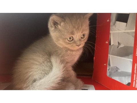 British longhair annenin bebekleri